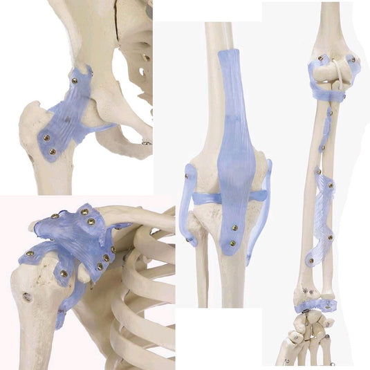 Anatomía del esqueleto