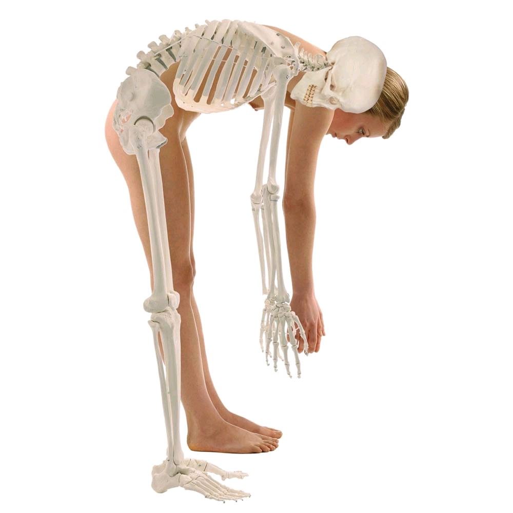 Erler Zimmer Ganzkörper-Skelettmodell mit anatomischen Details, vollständig stehend