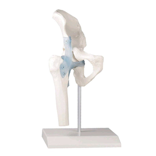 Modelos de pelvis
