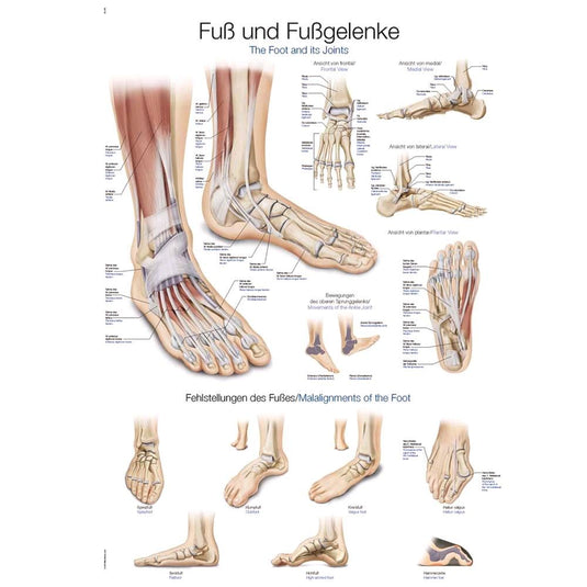 Póster de anatomía / láminas didácticas