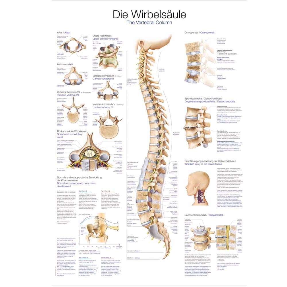 Anatomische Lehrtafel zur Wirbelsäule mit gedruckter Wirbelsäulen-Übersicht