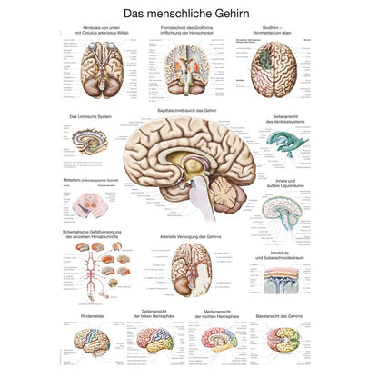 Anatomisches Poster vom menschlichen Gehirn mit Beschriftungen und mehreren Detailansichten.