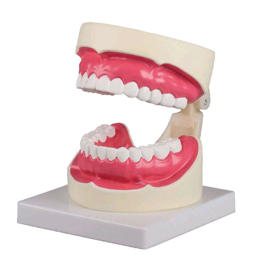 modelos dentales