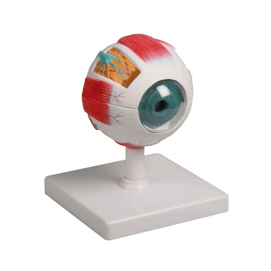 Modelos de ojos