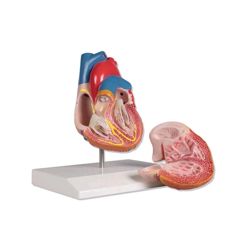 Zweigeteiliges Herzmodell mit anatomischen Strukturen, farbige Darstellung (rot/blau) auf Ständer