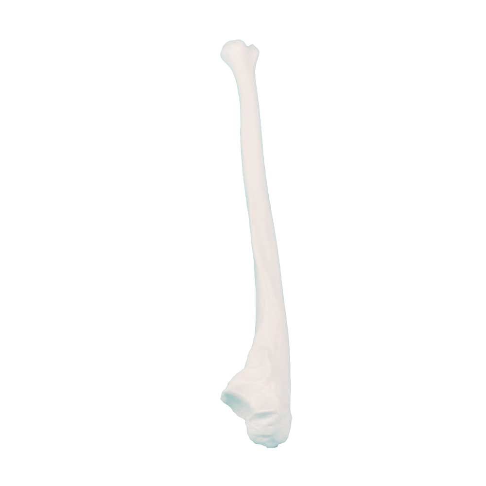 Erler Zimmer Knochenmodell eines langen Beinknochens mit Gelenkkopf, hellrosa