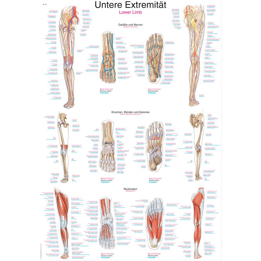 Anatomische Lehrtafel Untere Extremität mit Bein-Querschnitten und Muskelaufbau