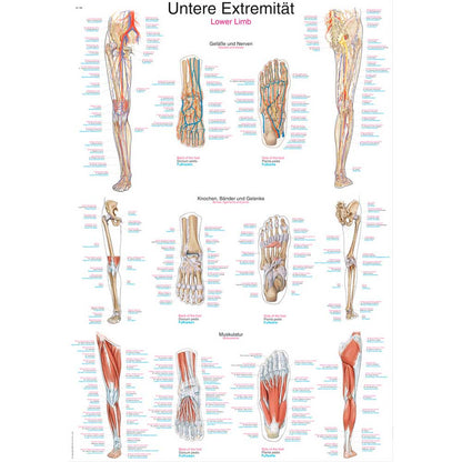 Anatomische Lehrtafel Untere Extremität mit Bein-Querschnitten und Muskelaufbau