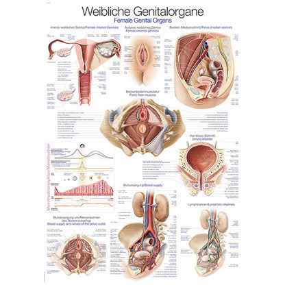 Anatomische Lehrtafel: weibliche Genitalorgane mit mehreren farbigen Schnitt-Illustrationen