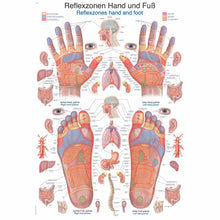 Anatomische Lehrtafel Reflexzonen Hand und Fuß, farbiges Gesamt-Schema