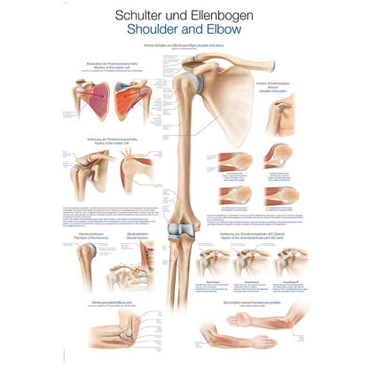 Anatomische Lehrtafel Schulter und Ellenbogen mit beschrifteten Gelenkmodellen