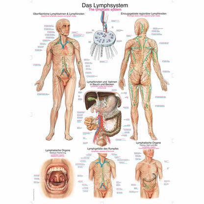 Erler Zimmer anatomische Lehrtafel Lymphsystem mit Detailgrafik und Beschriftungen