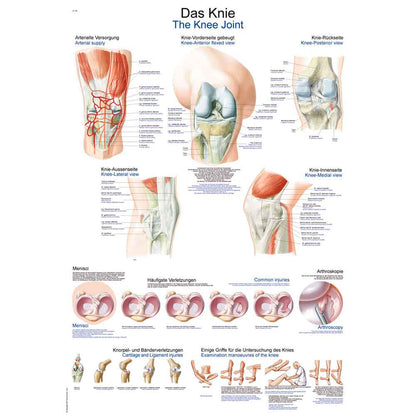 Anatomische Lehrtafel Knie mit Querschnitt- und Gelenkansichten, beschriftet