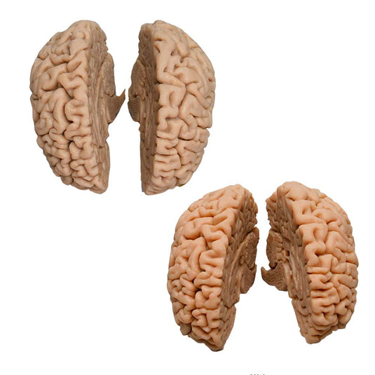 Modelos cerebrales