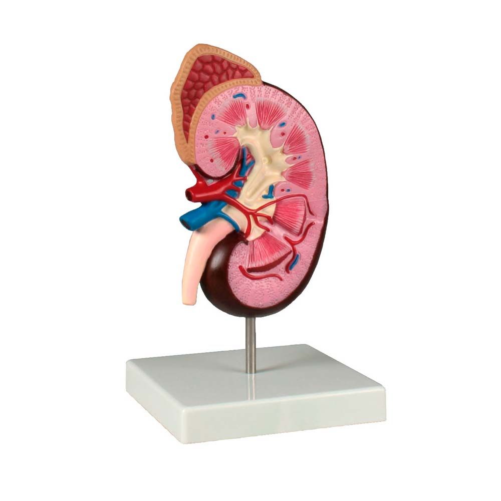 Erler Zimmer Niere-Tischmodell mit anatomischer Darstellung, auf Ständer mit Sockel