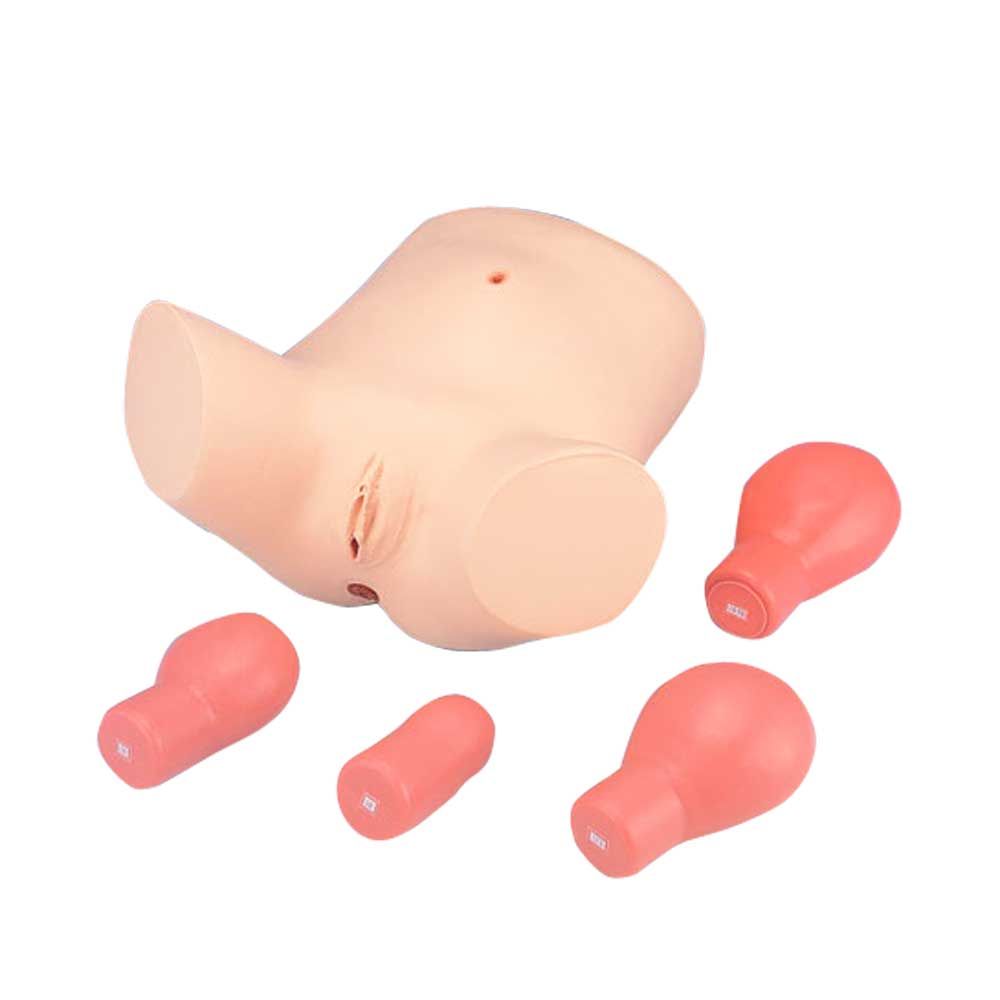 Anatomisches Modell zur nachgeburtlichen Untersuchung, mit beigen Körperteilen und roten Aufsätzen