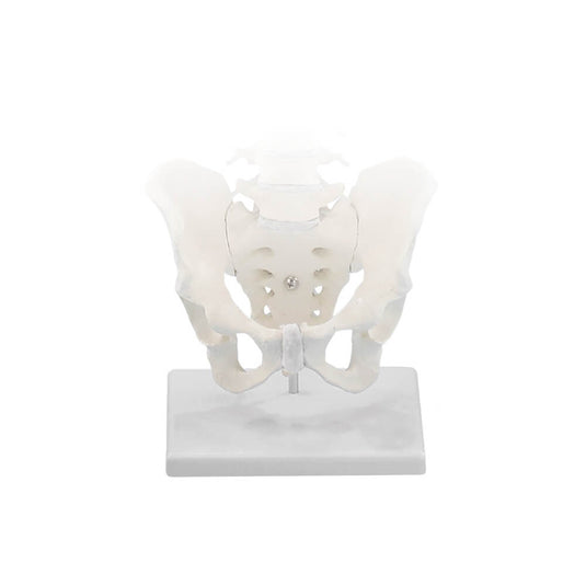 Anatomical Models & Teaching Aids