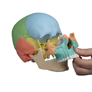 Modèle de crâne à manipuler
