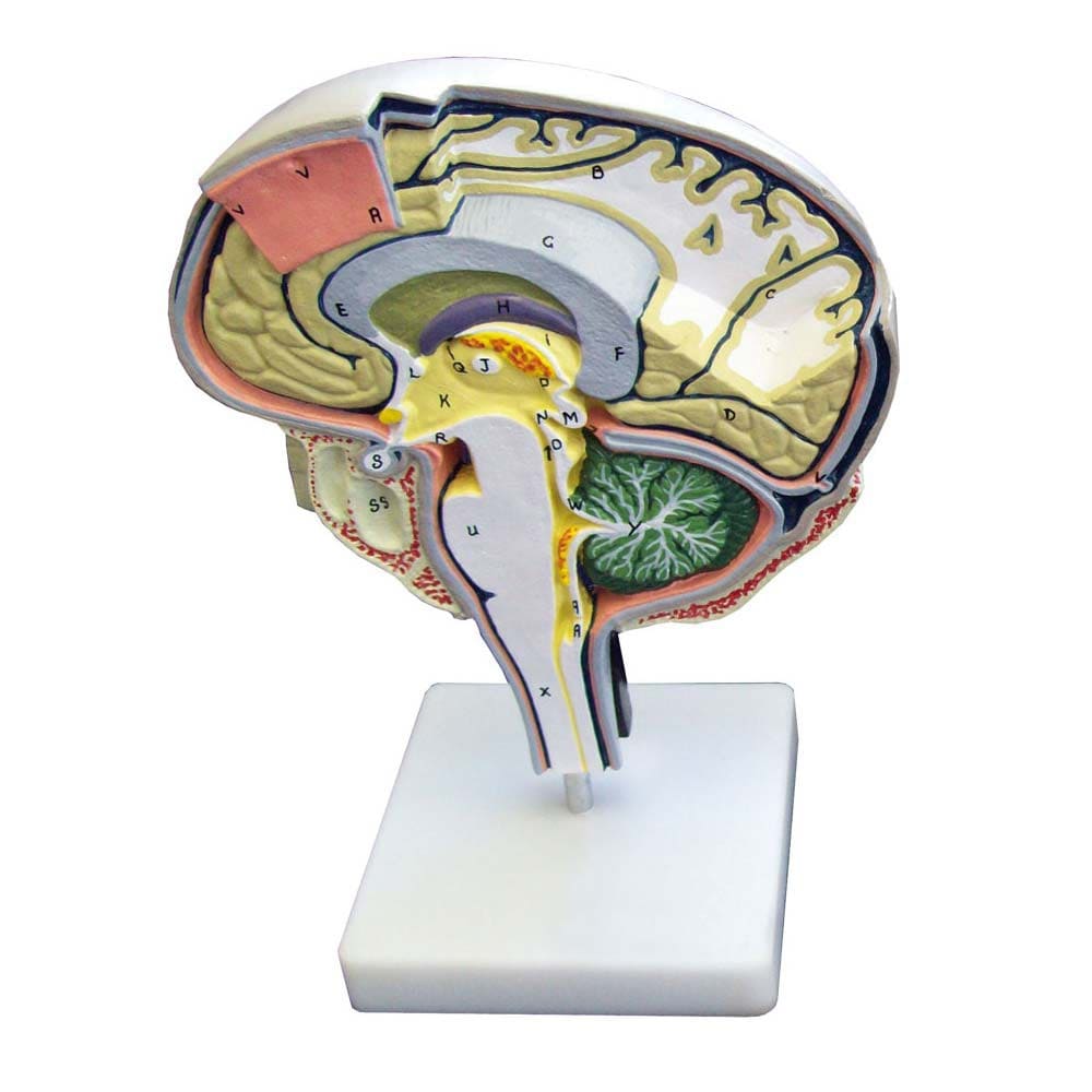 Sección del cerebro