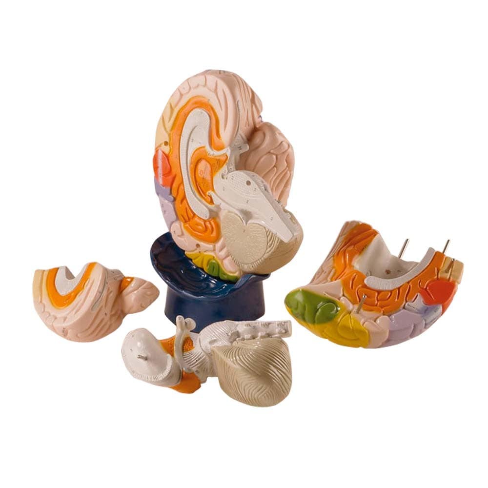 Modelo de cerebro y funciones cerebrales